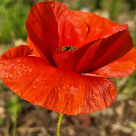 Le Val De Cesse Кемпинг Mirepeisset